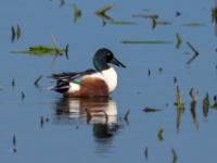 Löffelente Männchen